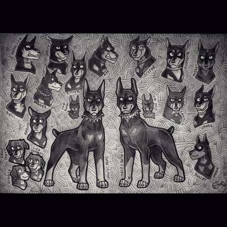 Доберманы разных окрасов