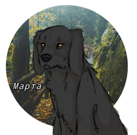 Псы воители коты