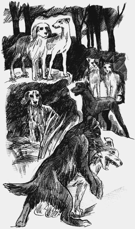 Хроники стаи. долгая ночь