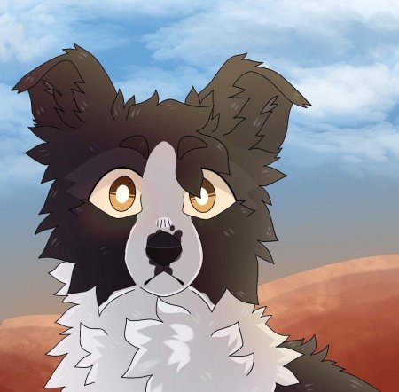 Бордер колли хроники стаи