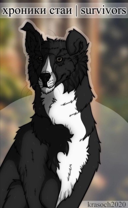 Бордер колли хроники стаи