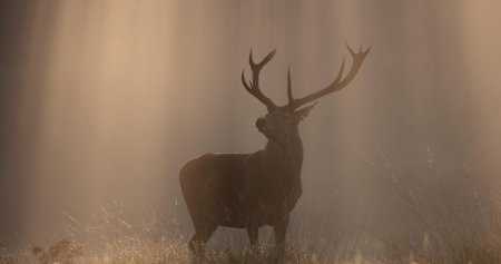 Лесной олень