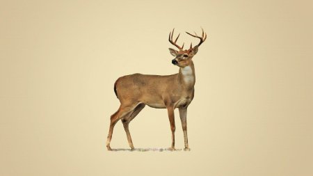 Whitetail deer