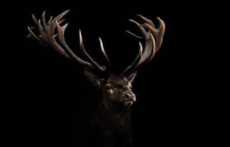 Черный олень