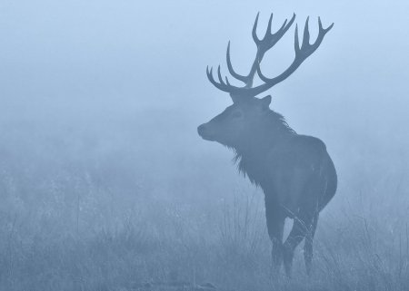 Олень в тумане