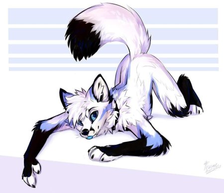 Kitakettu фурри