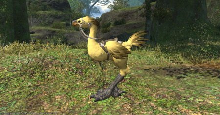 Master chocobo