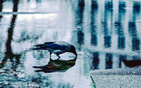 Птицы на воде