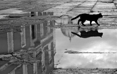 Черная кошка перебежала дорогу