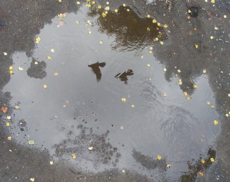 Лужи осенью