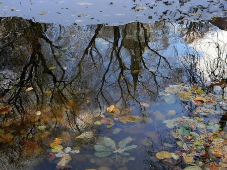 Отражение деревьев в воде