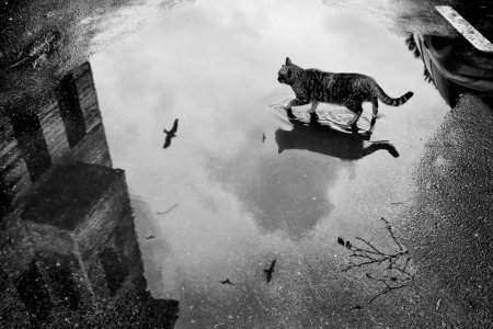 Кот в луже