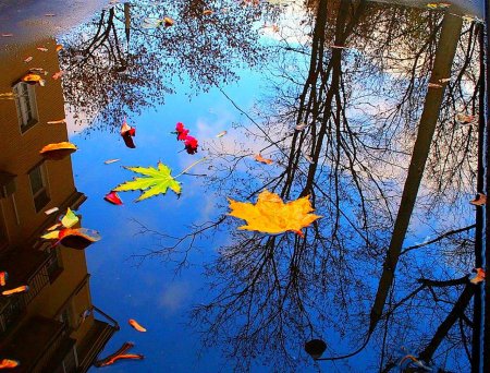 День отражений в лужах