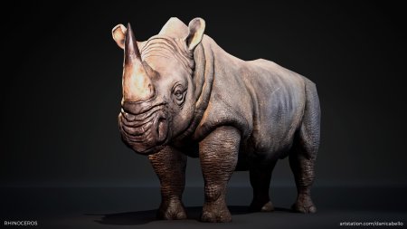 Rhino d