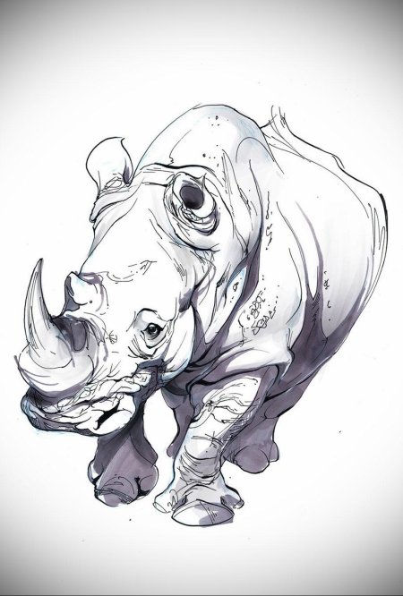 Носорог рисунок карандашом
