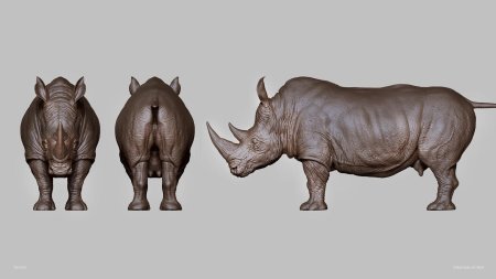 Анатомия носорога