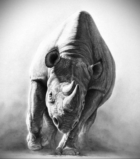 Носорог рисунок