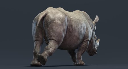 Big rhino