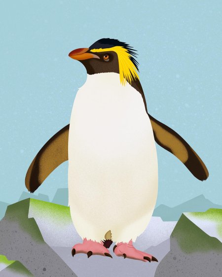 Снэрский хохлатый пингвин