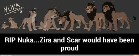 Король лев шрам и зира