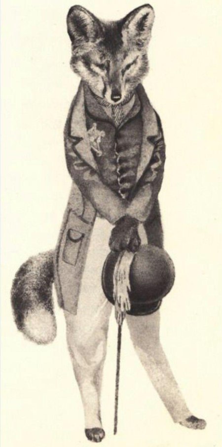 Лиса аристократ