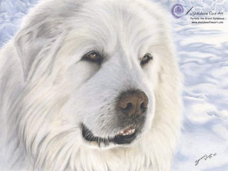 Маремма абруццкая овчарка