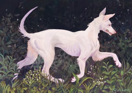 Поденко ибиценко белый