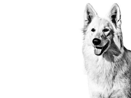 Белая швейцарская овчарка