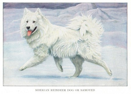 Лайка самоед