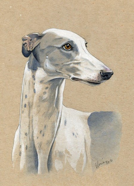 Уиппет акварель