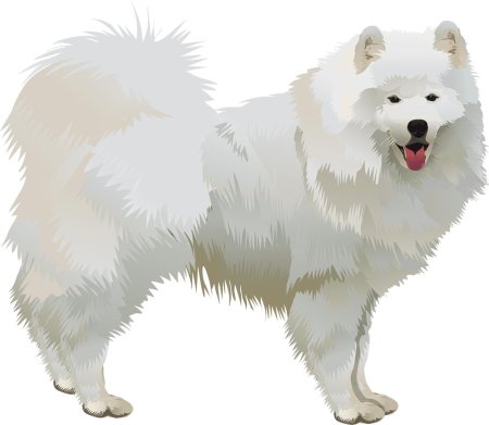 Собака самоед