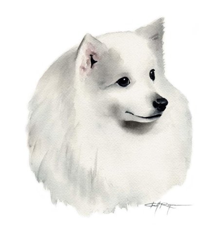 Японский шпиц