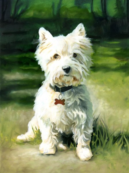 Вестик терьер