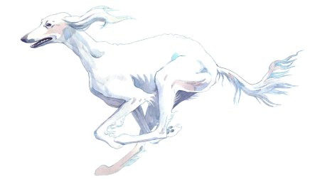 Салюки порода