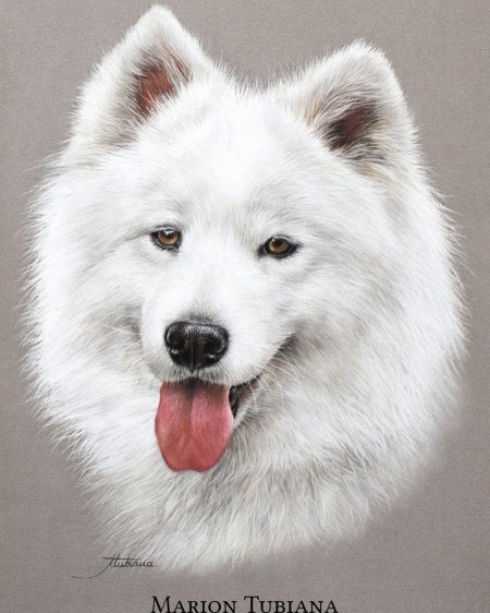 Самоед лайка