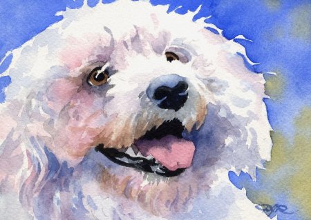 Бишон фризе