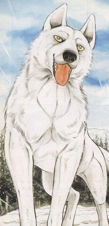 Серебряный клык гинга