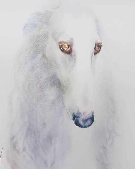 Русская псовая борзая белая
