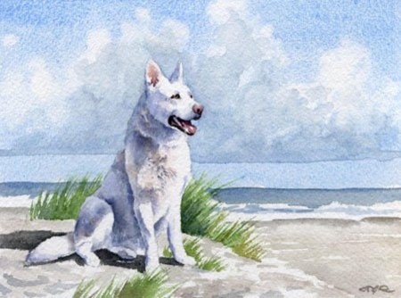 Белая швейцарская овчарка