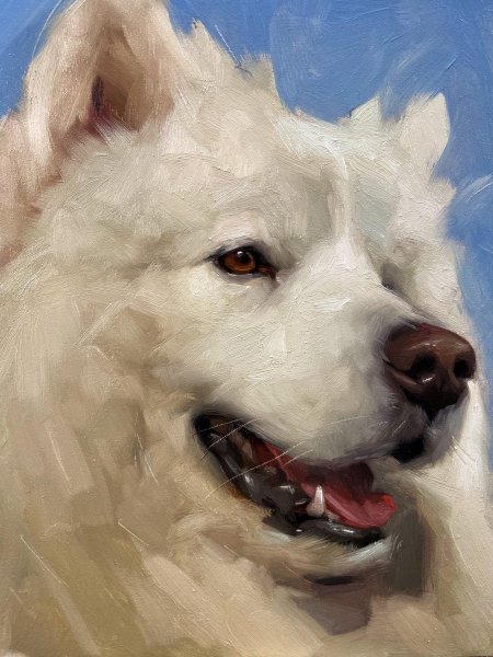 Собака самоед картины