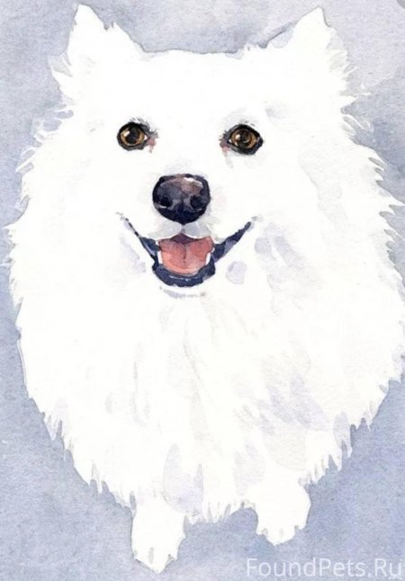 Японский шпиц акита