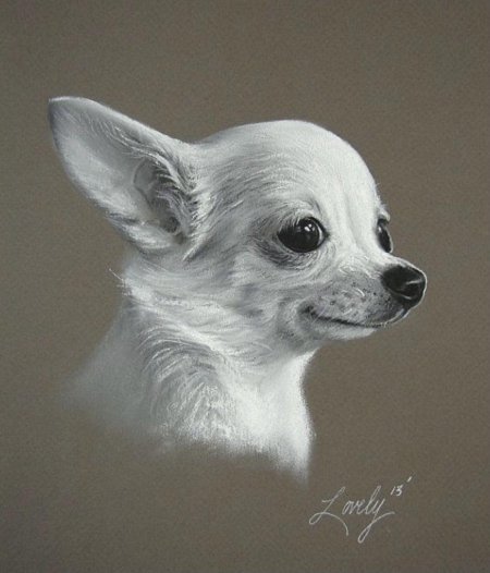 Чихуахуа собака