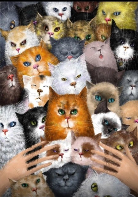 Кошки много