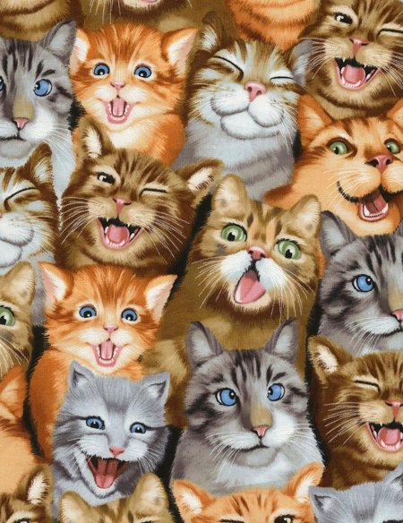 Котики много