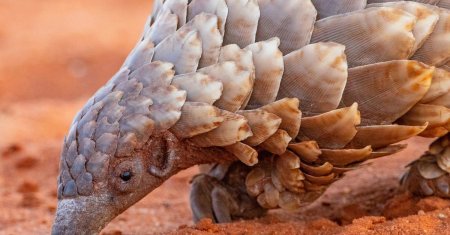 Саванный панголин