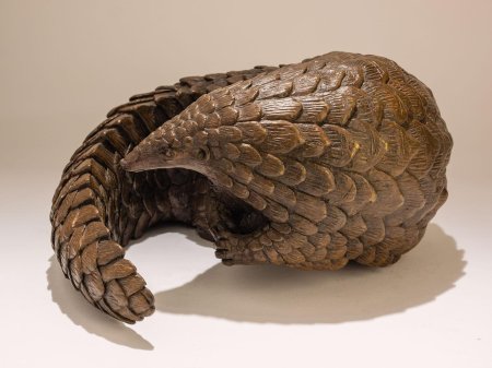 Панголин manis gigantea