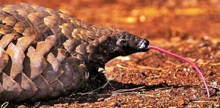 Белобрюхий панголин