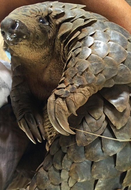 Панголин броненосец муравьед