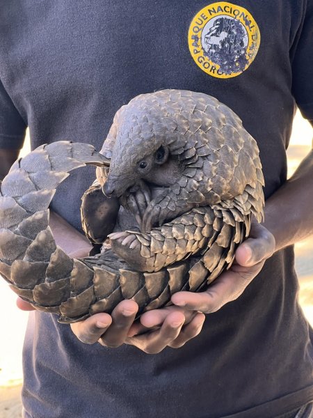 Ящер панголин броненосец