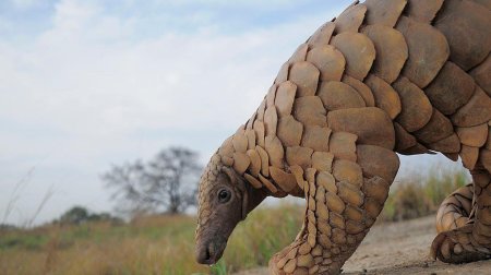 Суматранский панголин